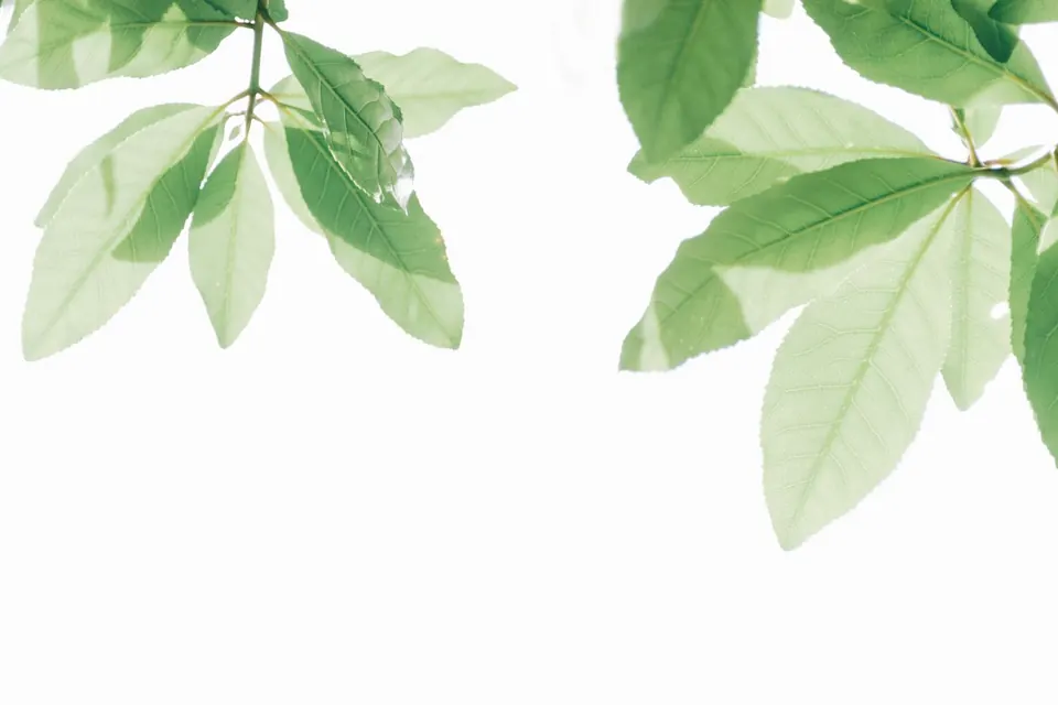 Lichtgroene bladeren tegen een witte achtergrond